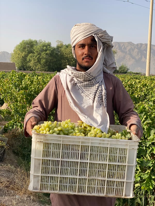 Green grape harvest in full swing at Senjaray vineyard