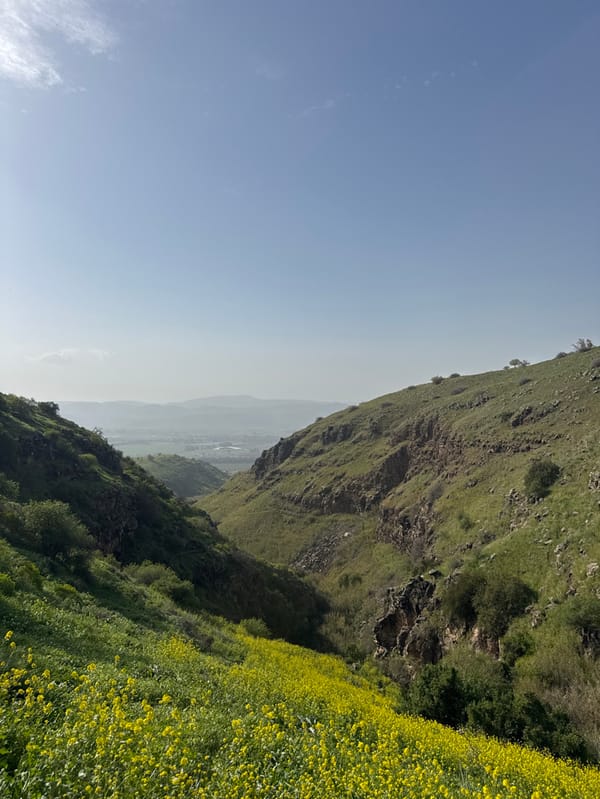 Hiker descends flowery hills in Golan Heights valley