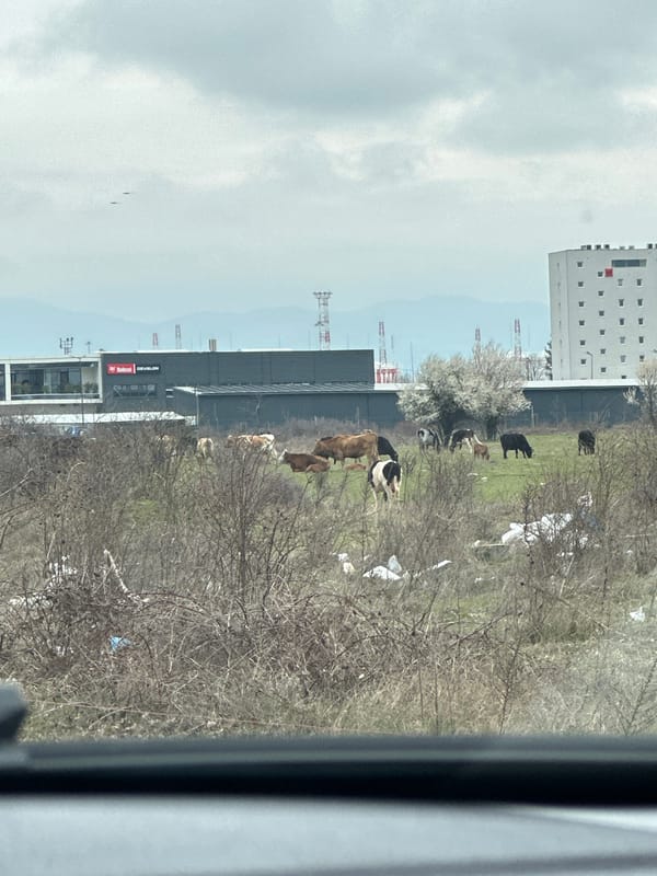 Cattle graze in Sofia field amid urban development