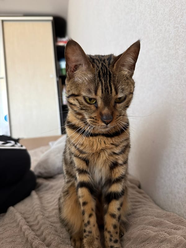 Cats photographed indoors in Noviy, Russia early morning