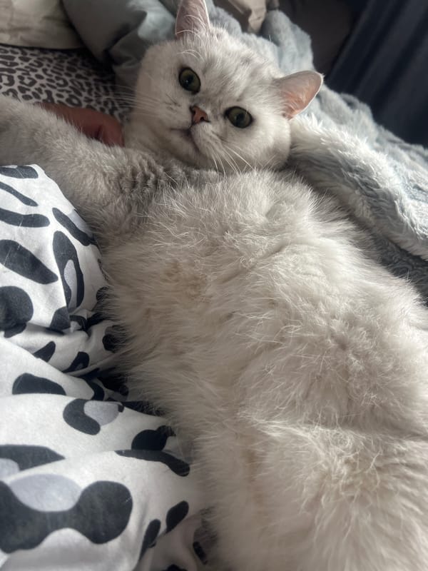 Cats, selfies, and a restaurant stop on a July morning