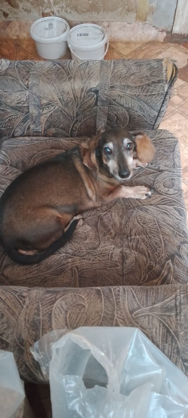 Pets, pear trees, and backyard scenes on a summer afternoon