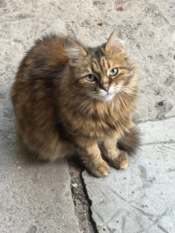Tabby cat on concrete surfaces in Dnipro