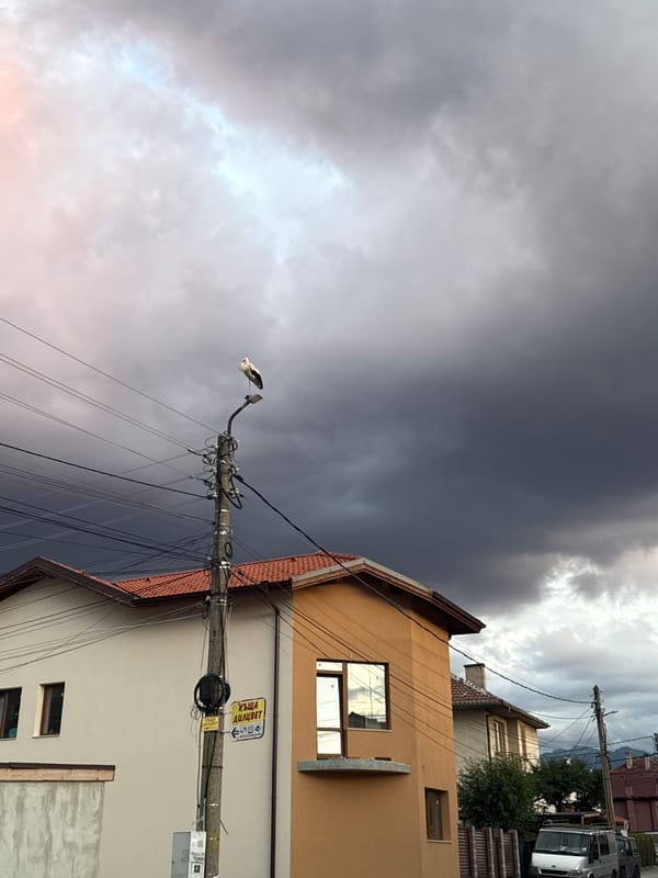 White stork perched on a wire-laden utility pole