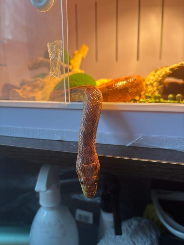 Corn snake out of its terrarium in Saint Petersburg