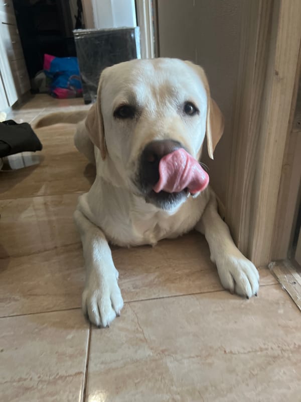 Labrador Retriever spotted in domestic setting in Mytishchi, Russia