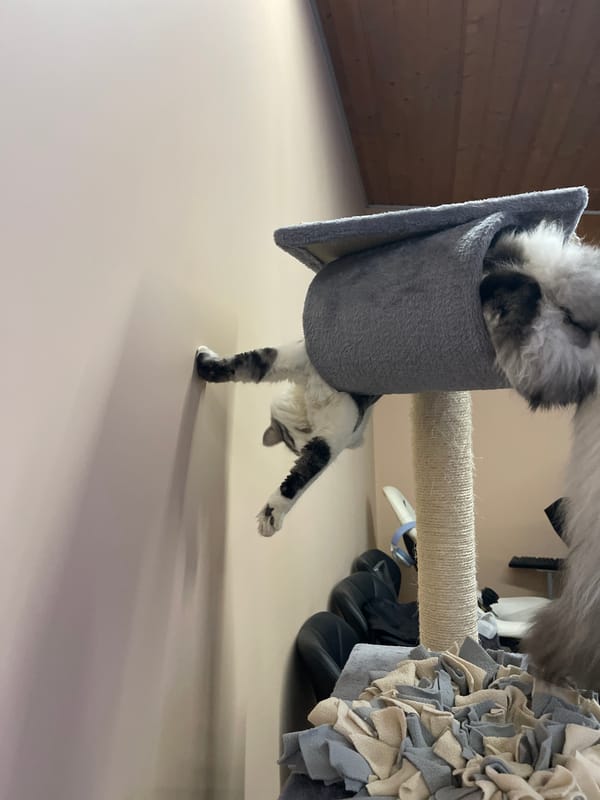 Cat plays upside down on tree during afternoon session