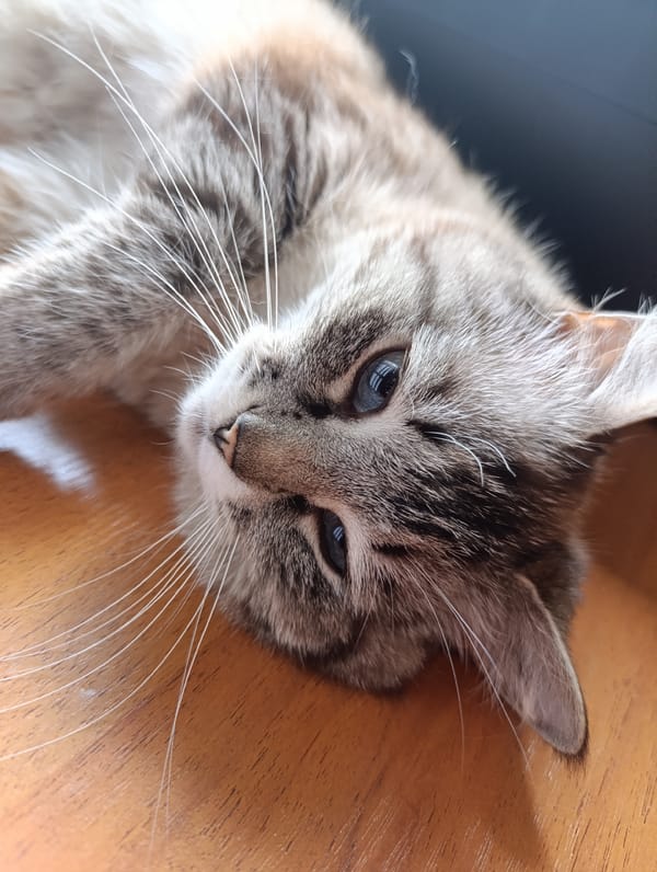 Morning memories: cats, scooters, and quiet domestic moments