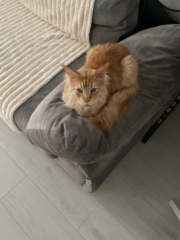 Orange cat enjoys afternoon rest in Ukrainian home