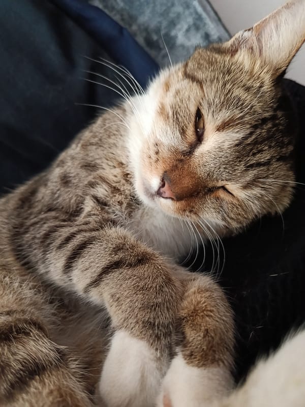 Tabby cat caught mid-nap, markings on full display