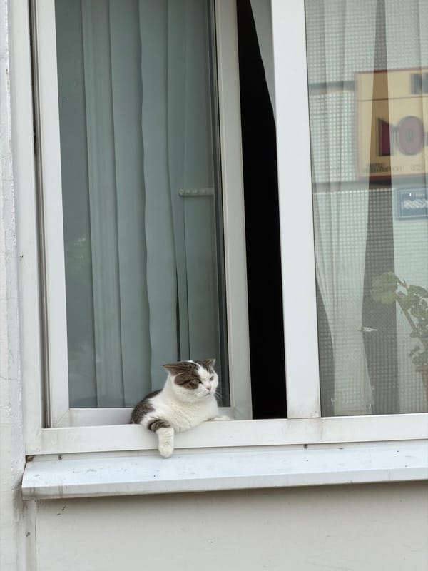 Post-yoga selfies and a windowsill cat in Chaikovsky