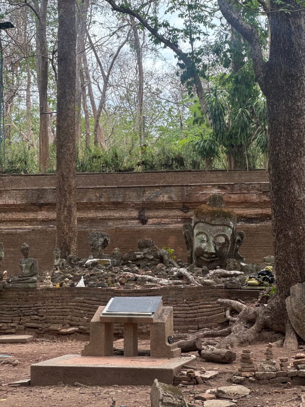 Morning temple visit captures monk, wildlife feeding at Wat Umong