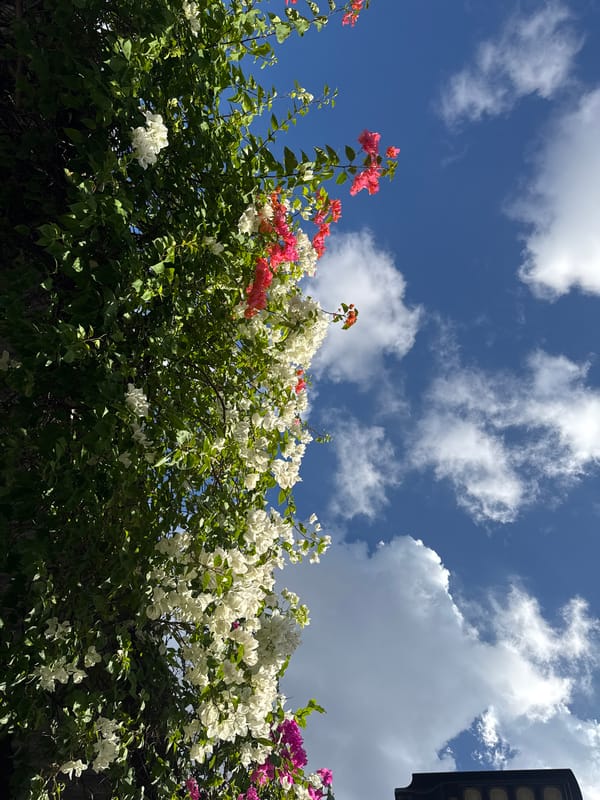 Morning flower photography and street scenes in Denpasar