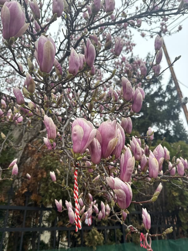 Spring blooms and urban debris captured in Sofia