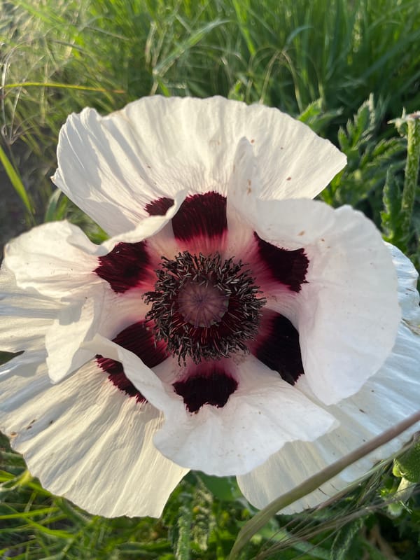 Spring poppies bloom amid street art in German town