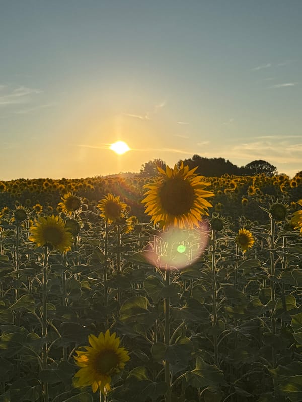 Sunflower fields and open countryside at golden hour, Noevtsi