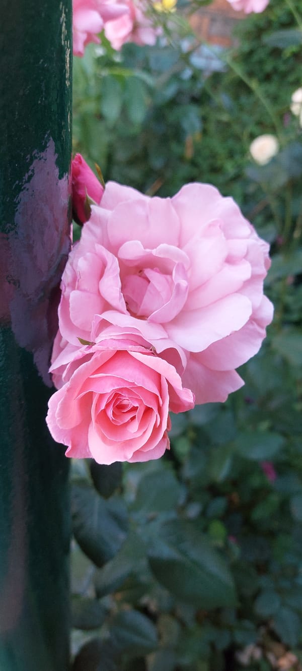 A garden tour in close-up: roses, daisies, and potted plants