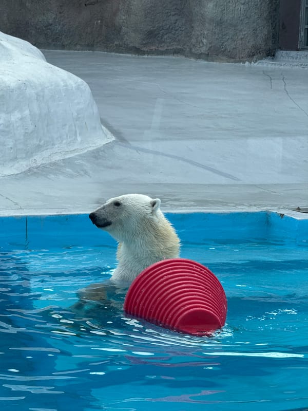 Morning zoo visit captures diverse animal behaviors in Izhevsk