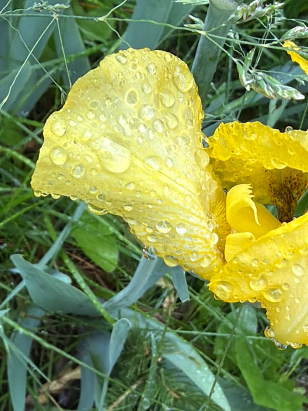 Wet garden details on a rainy morning in Estonia