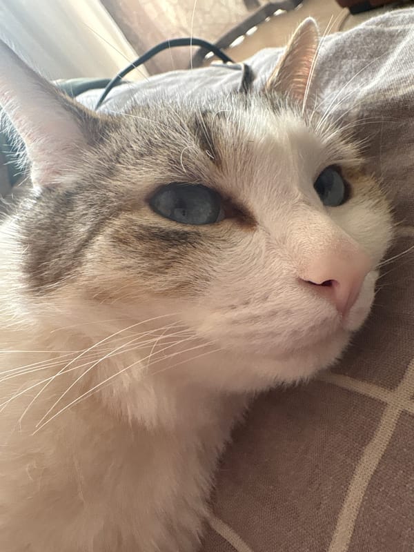 Cat with blue eyes photographed resting indoors in Izhevsk