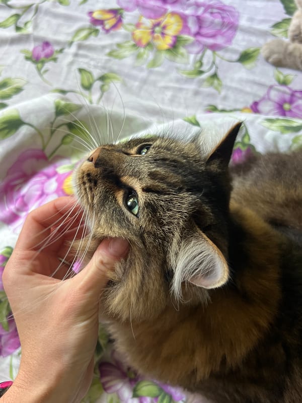 Morning routine with cat in Chaikovsky apartment