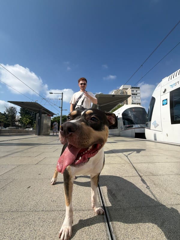 Dog takes center stage at a Tel Aviv tram stop