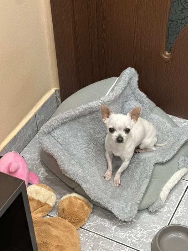 Woman takes morning selfies with Chihuahua in Sliven home