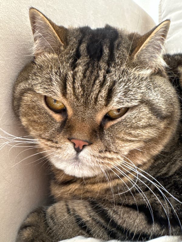 Tabby cat close-ups in Mikhaylovsk, Russia