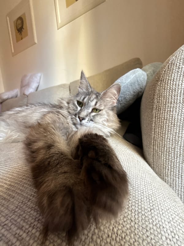 Close-up portraits of cats relaxing indoors