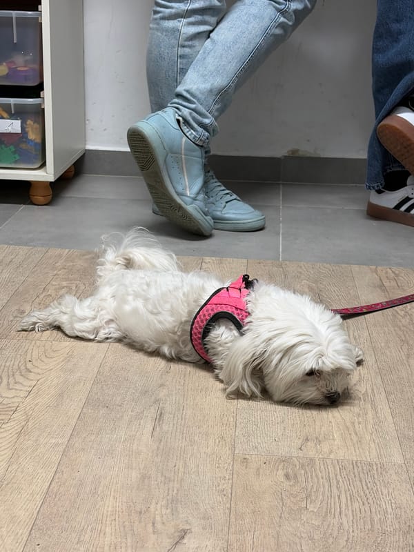 Small white dog rests on wooden floor in Givatayim