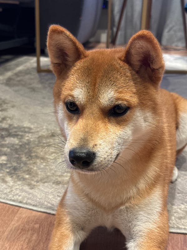 Shiba Inu dog rests on rug in Carnikava home