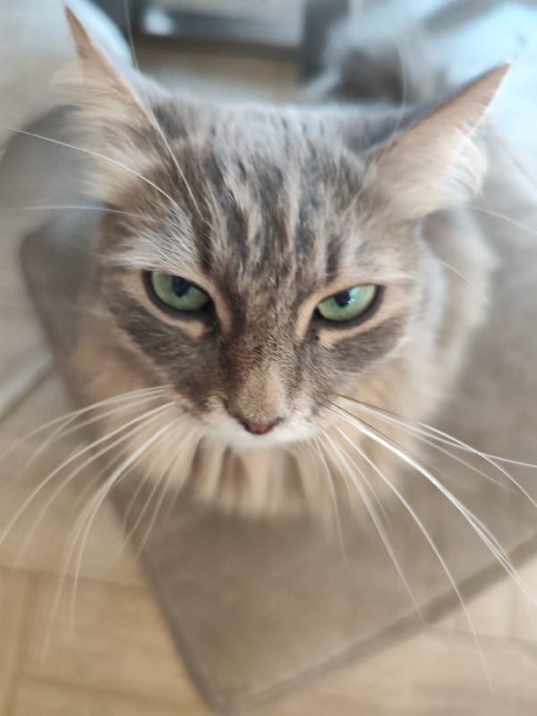 Grey tabby cat photographed close-up in Chaikovsky, Russia