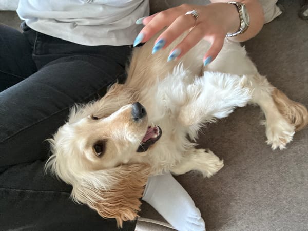 Person plays with golden retriever at home in Bulgaria