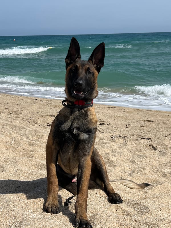 Dogs enjoy sunny afternoon at Spanish beach
