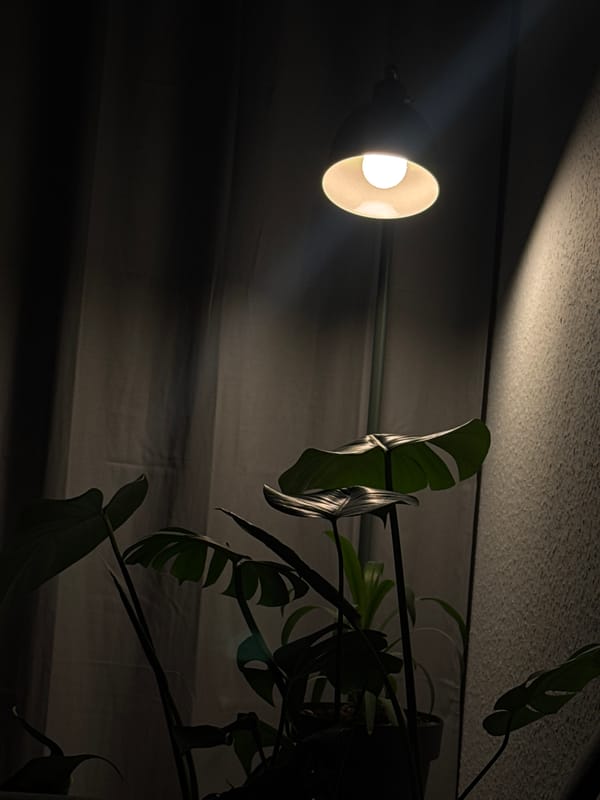 Warm lamp light in a dark room, monstera nearby