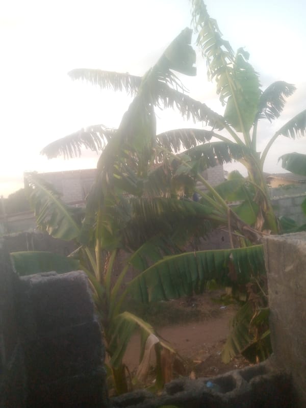 Urban construction site with banana trees and chickens documented
