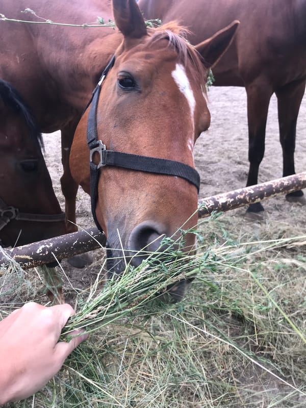 Horses fed and ridden at a Kharkiv stable on a cloudy afternoon