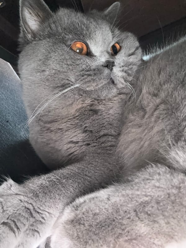 Gray cat with amber eyes observed in playful positions