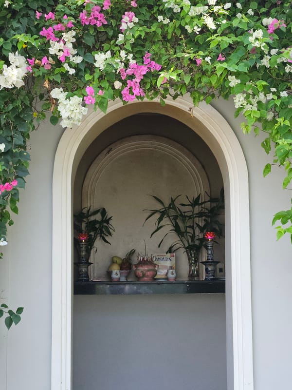Blooming bougainvillea and lush landscapes documented in Vietnam