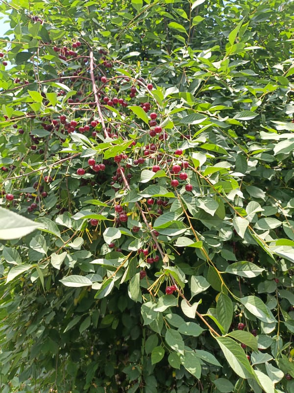 Garden and home life in Dushanbe on a summer morning