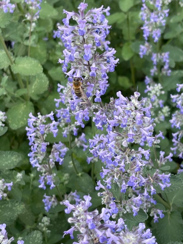 Flower photography session documented in Kommunarka, Russia