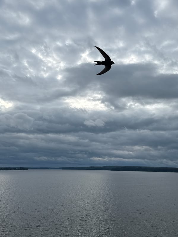 Overcast afternoon documented at Votkinsk Reservoir, Russia