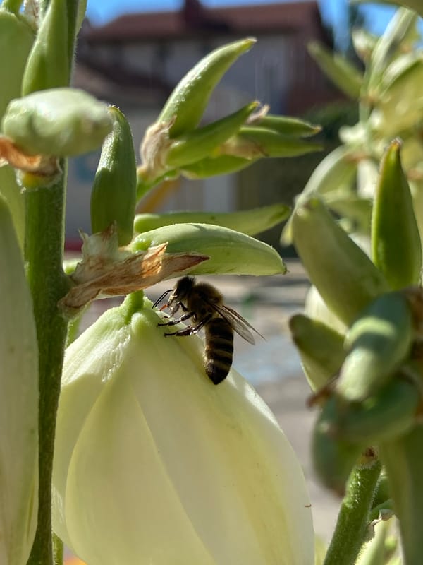 Black cat and backyard bees on a slow summer morning