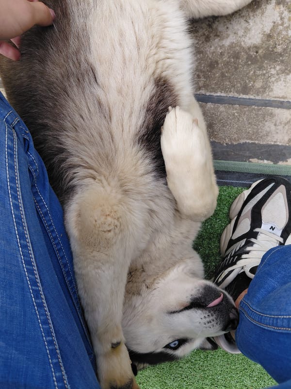 Husky dog documented in multiple moments around Berkovitsa, Bulgaria