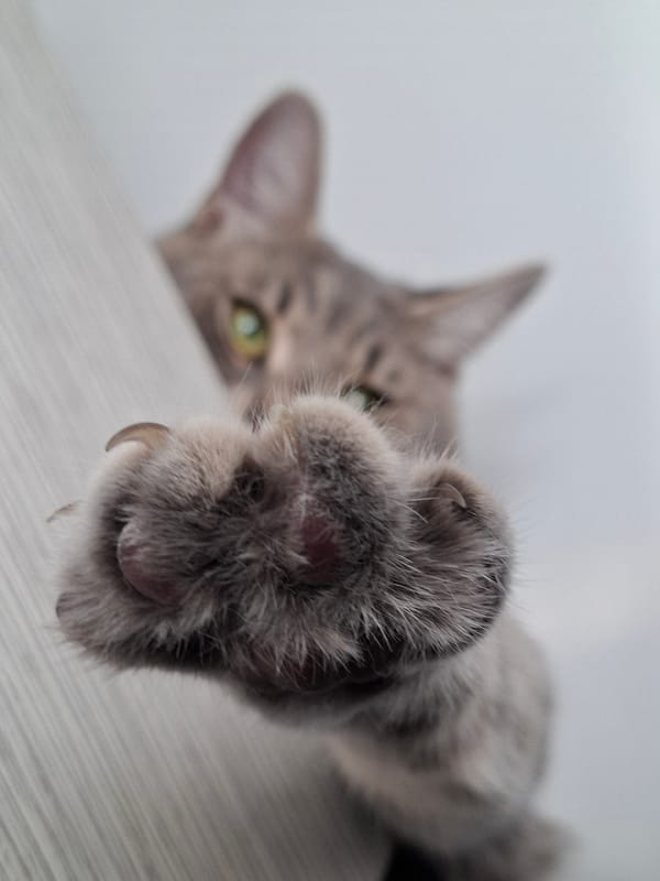 Gray tabby cat photographed multiple times in Novi Sad