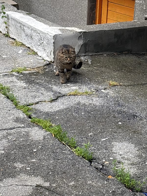 Tabby cat spotted in two Sofia locations Friday morning