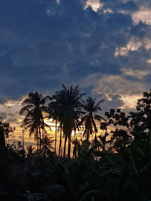 Palm trees and shifting skies over a Blang Cut neighborhood