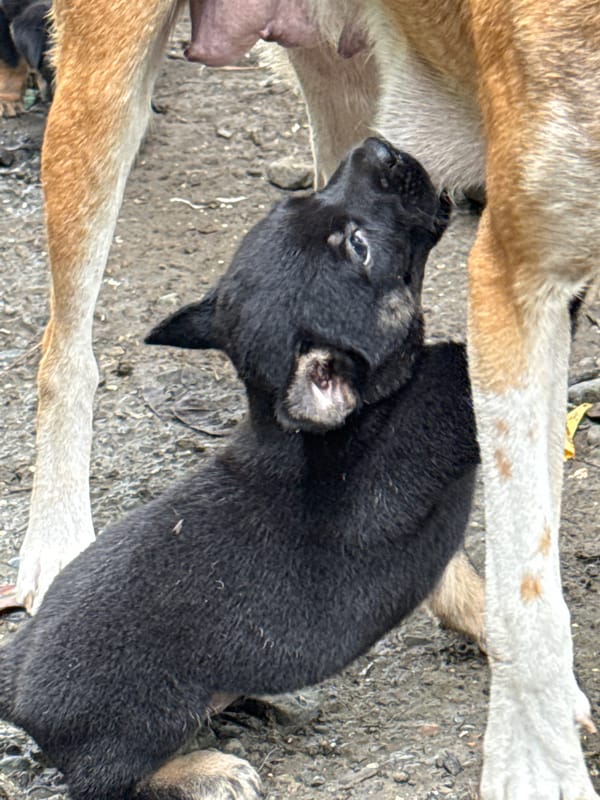 Mother dog and her newborn litter in Carmen, Philippines