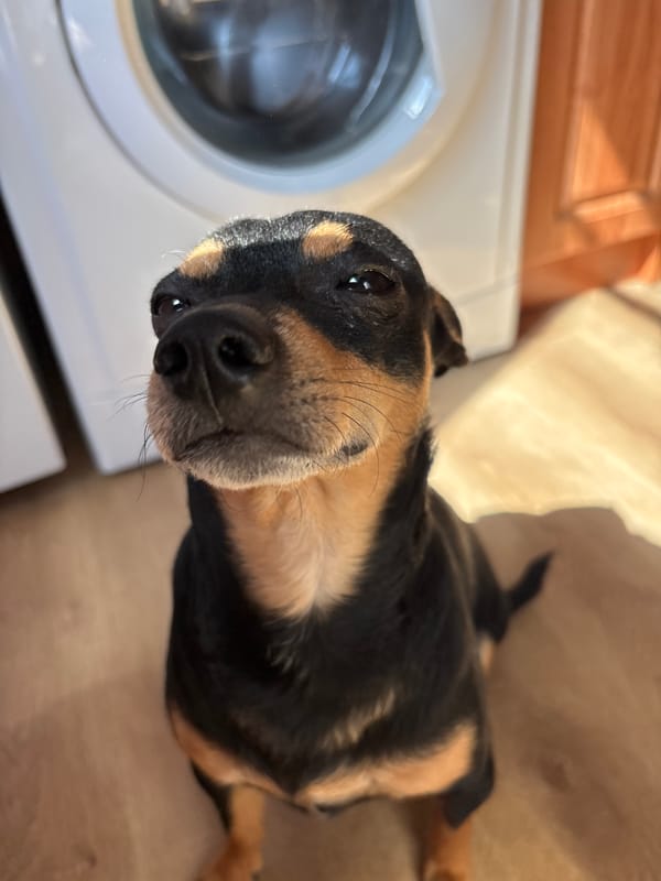Small dog photographed indoors in Kuklen, Bulgaria