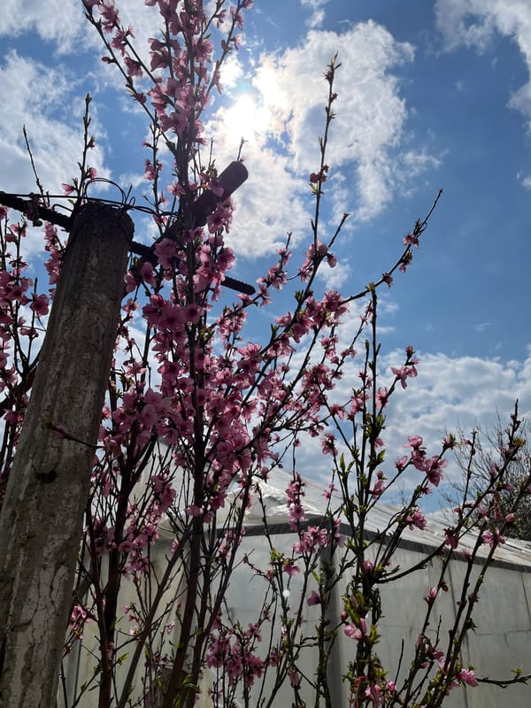 Spring flowers bloom in Dralfa, Bulgaria garden scene